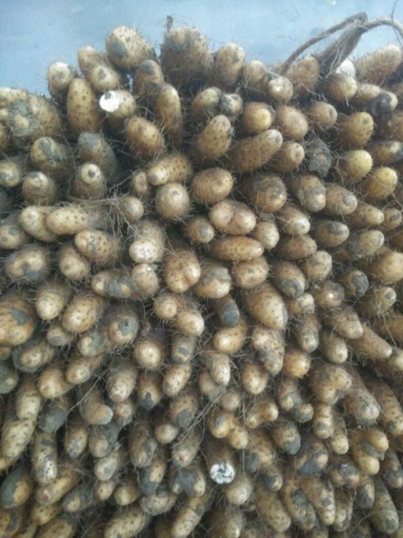 白玉山药3-5厘米通货30~35厘米
