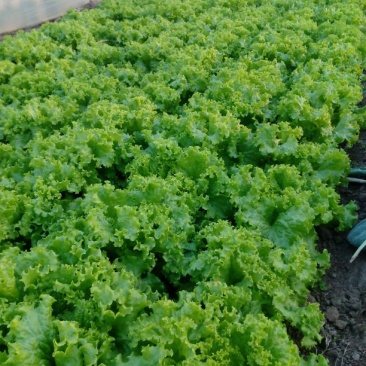 生菜王7两~1斤大量上市中