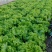 生菜王7两~1斤大量上市中