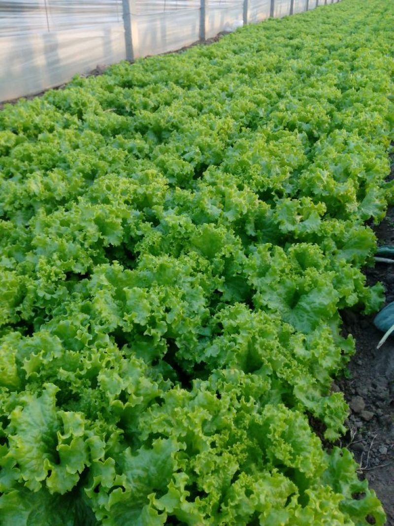 生菜王7两~1斤大量上市中