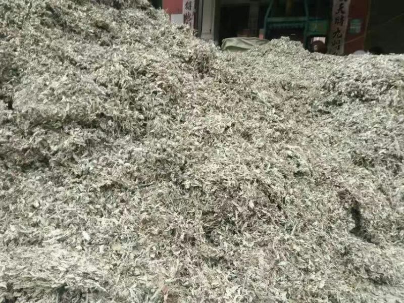 艾叶全叶统