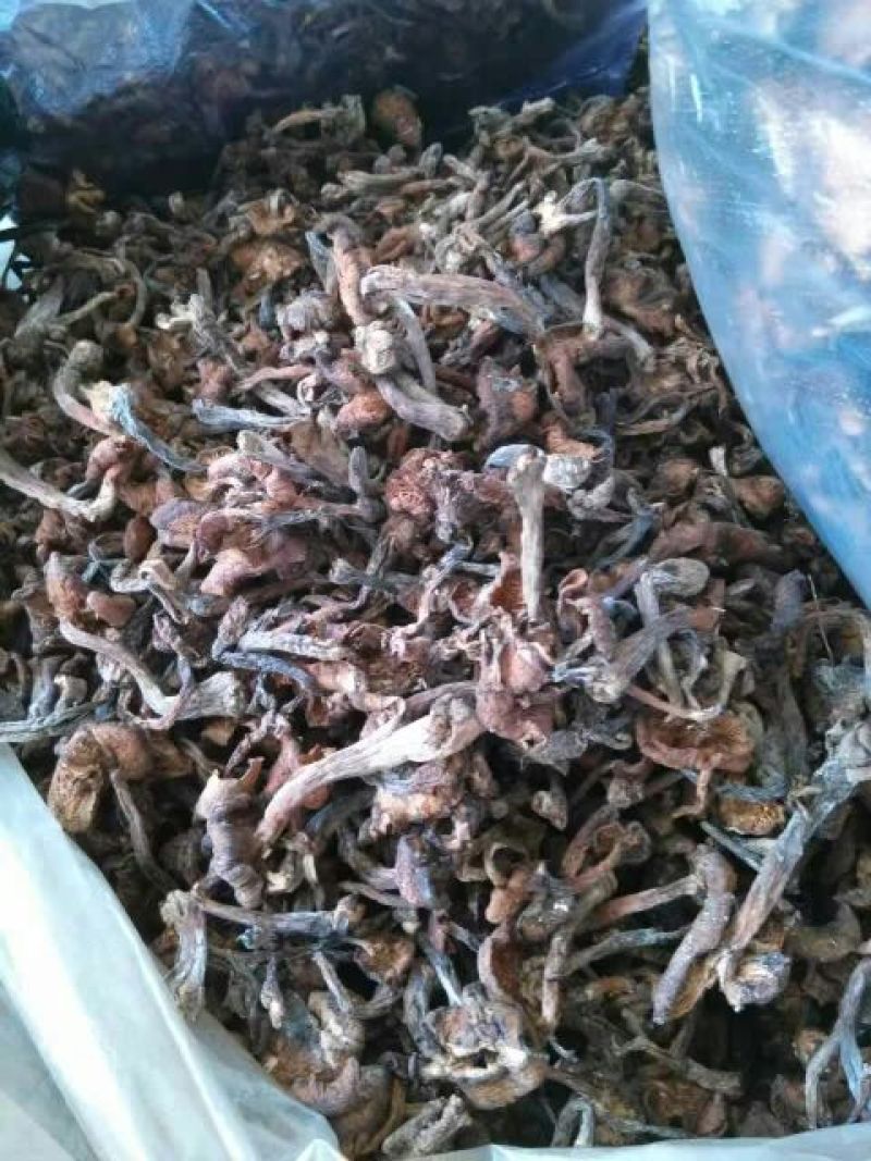 树秋菌一级