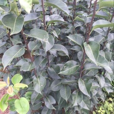 苹果树苗80cm以上