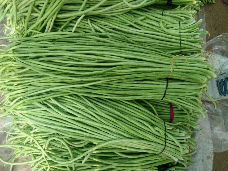 长豆角60厘米起，青条豆角保质保量，欢迎新老顾客来选购，