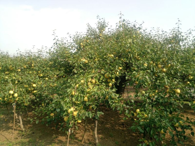 砀山梨250~300g光果
