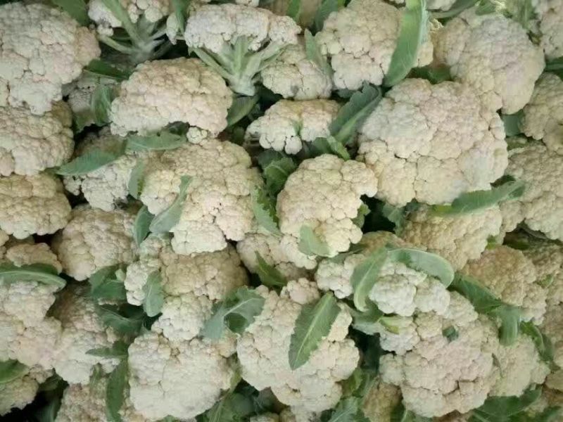 白花菜散装