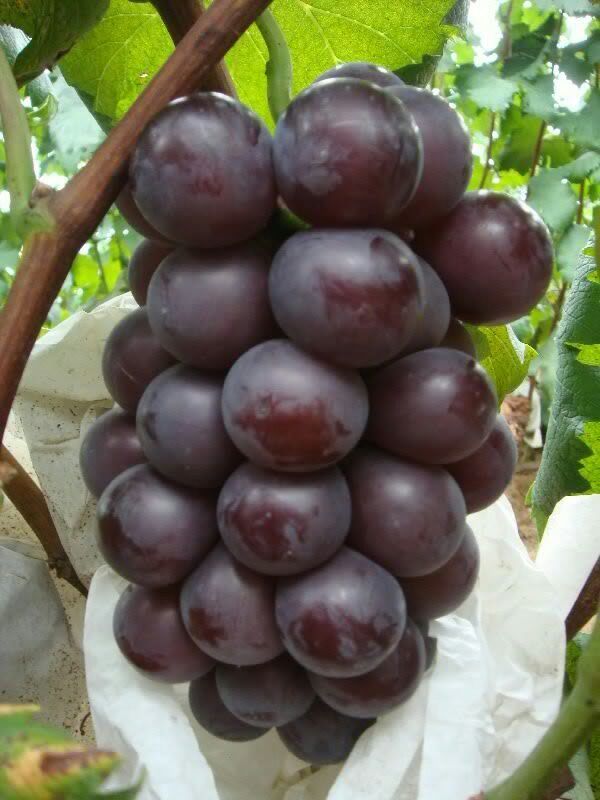 乒乓球葡萄河北衡水市饶阳县_批发_供应-一亩