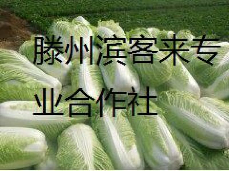 滕州新北京新三号白菜，4~6斤可根据客户要求定制净菜