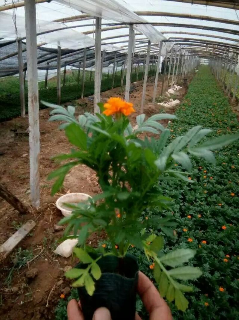 孔雀草