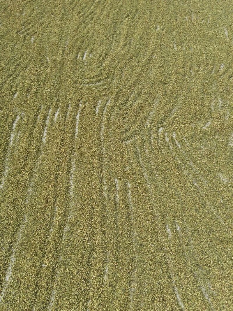 槐米
