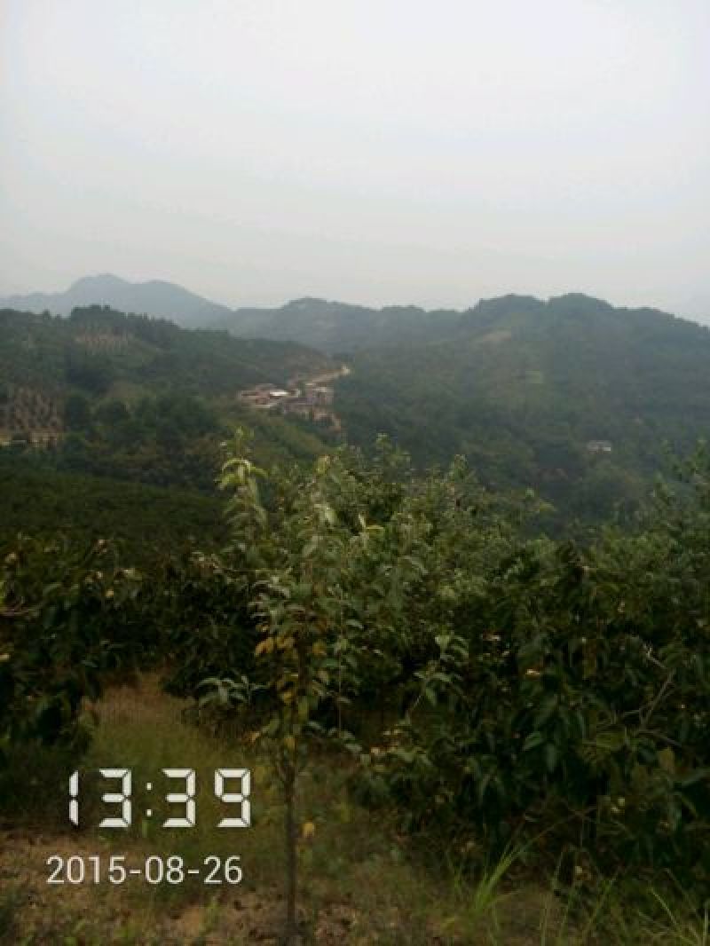 柿饼1~2两