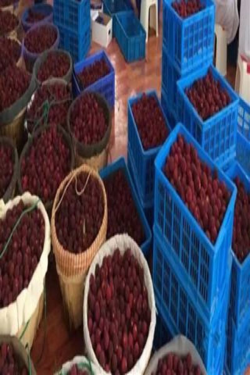 仙居杨梅