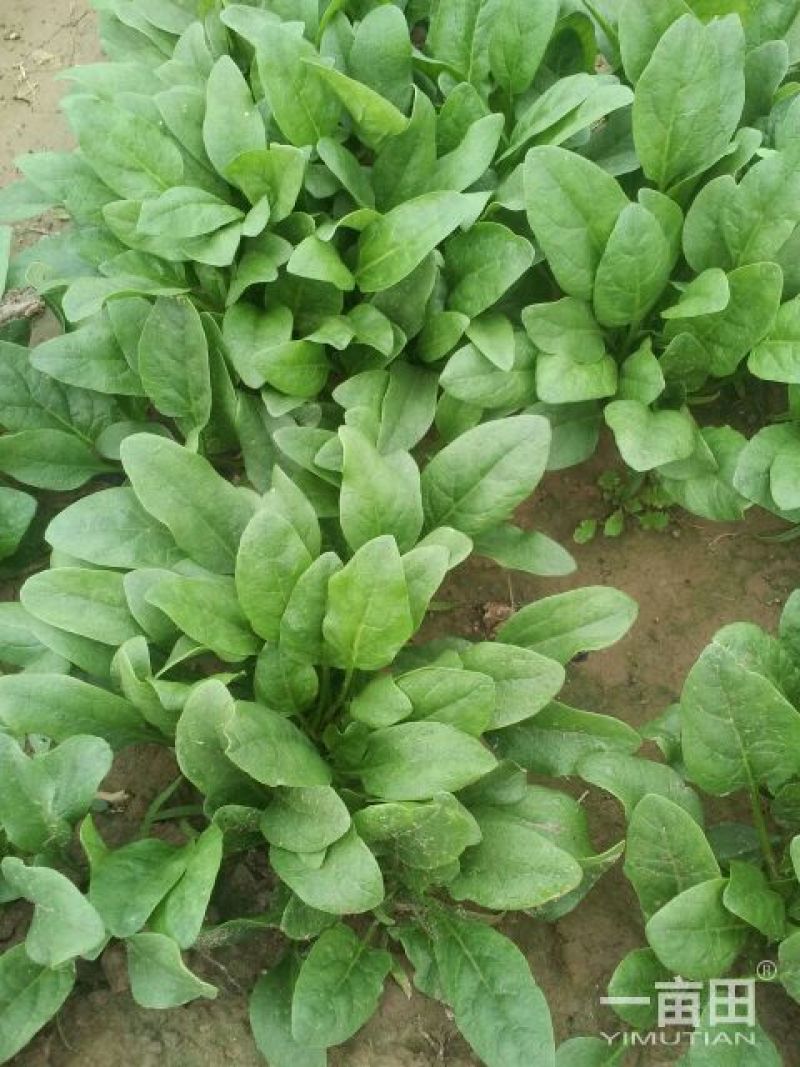 越冬菠菜10~15厘米