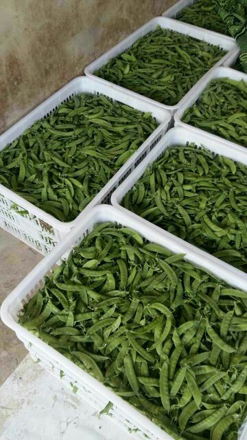 荷兰豆云南昆明_批发_供应-一亩田农业网_专业