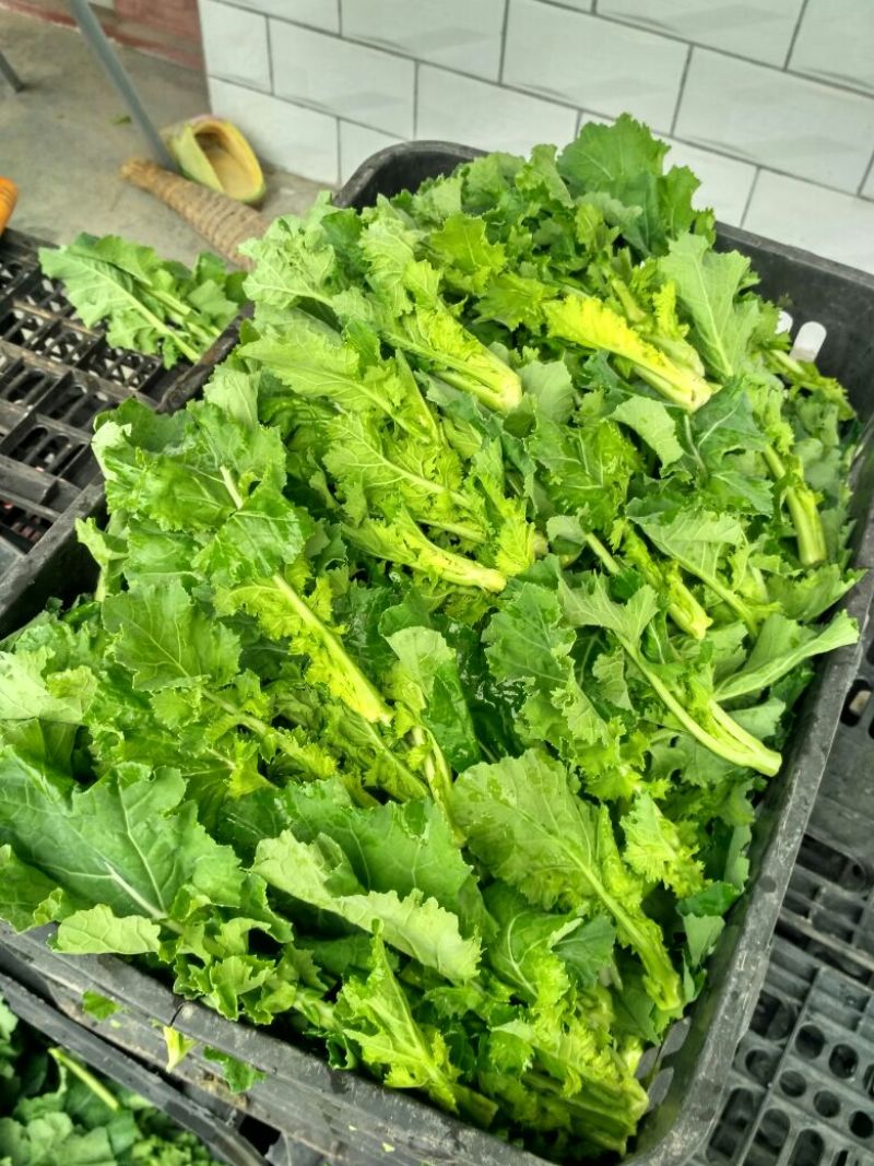油菜苔15~20厘米