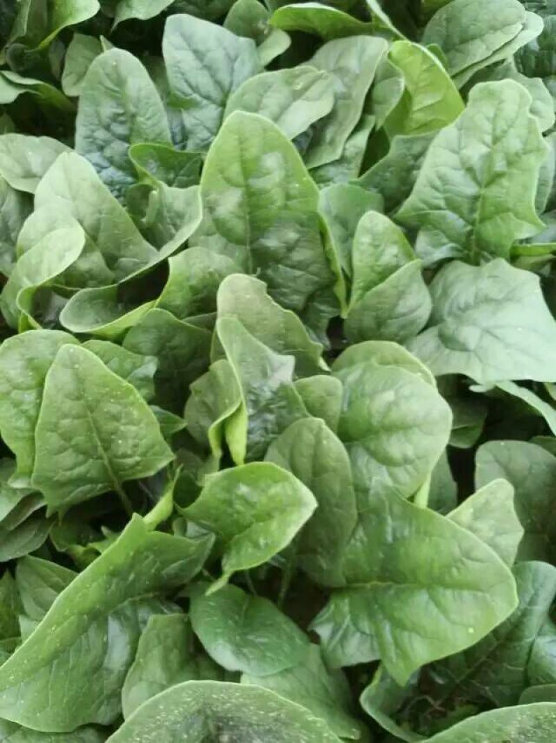 大叶菠菜