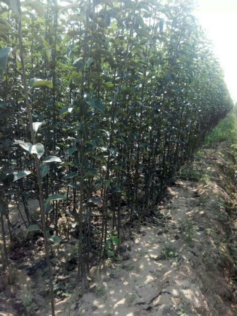 梨树苗50~80cm1cm以下