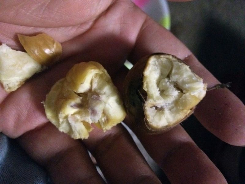 野生板栗炒栗种中栗