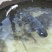 池鲤鱼