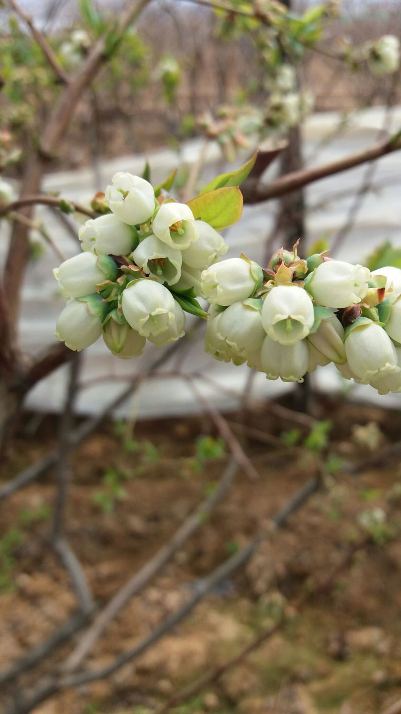 蓝莓6~8mm以上