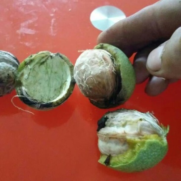 核桃去皮干