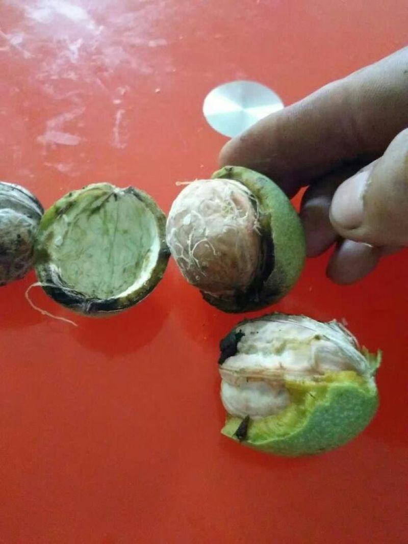 核桃去皮干
