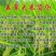 稻花香，黑龙江省五常市孝德商贸有限公司，常年批发零售