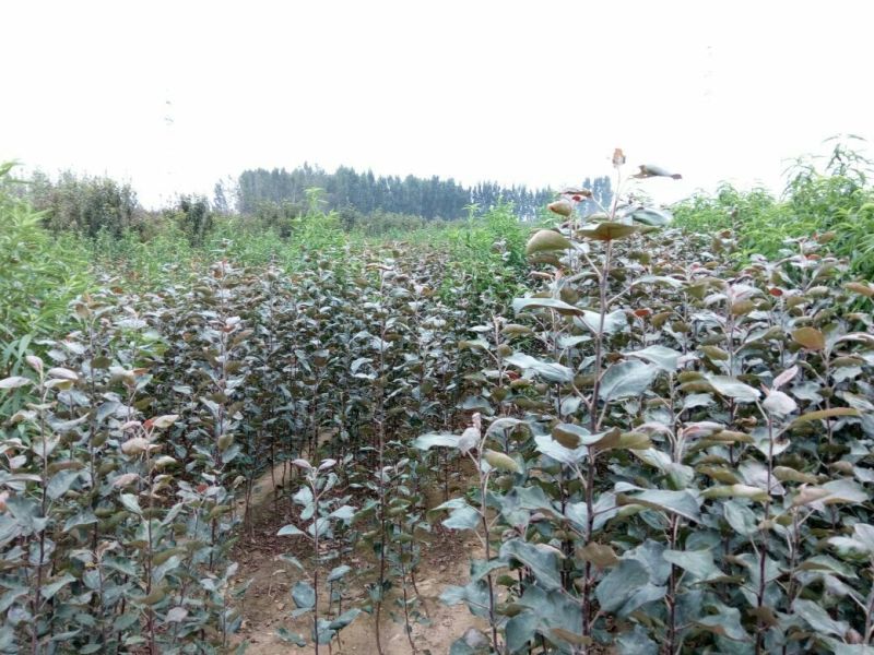 红肉苹果树苗70~80cm