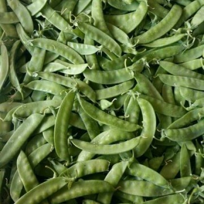荷兰豆云南昆明_批发_供应-一亩田农业网_专业