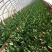 越冬菠菜15~20厘米