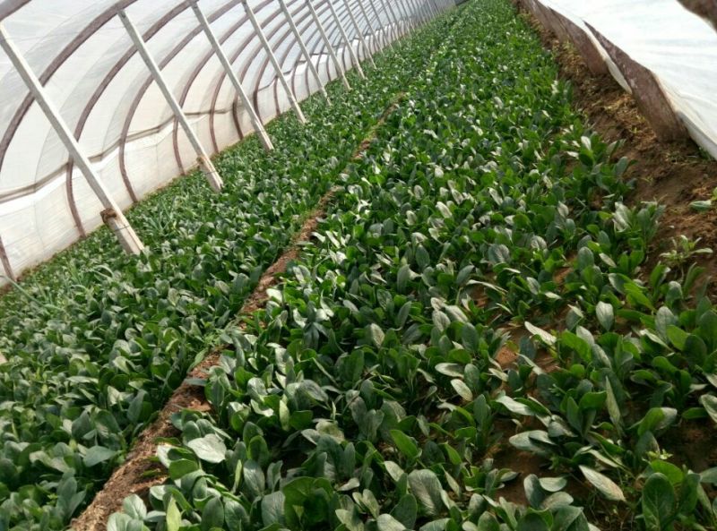 越冬菠菜15~20厘米