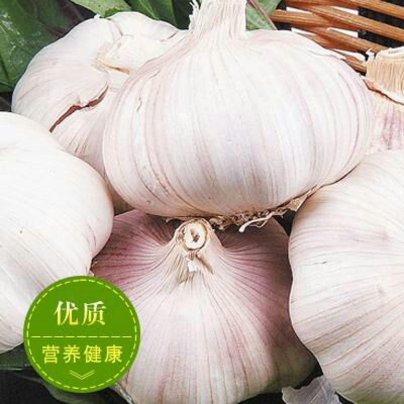 红蒜混级统货，本地有早熟中暑晚熟大蒜，质优价廉