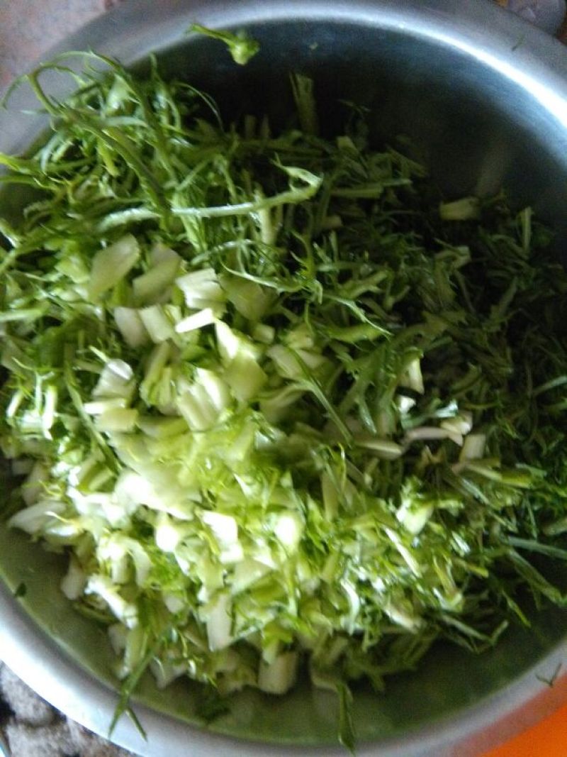 苦菊15~20cm