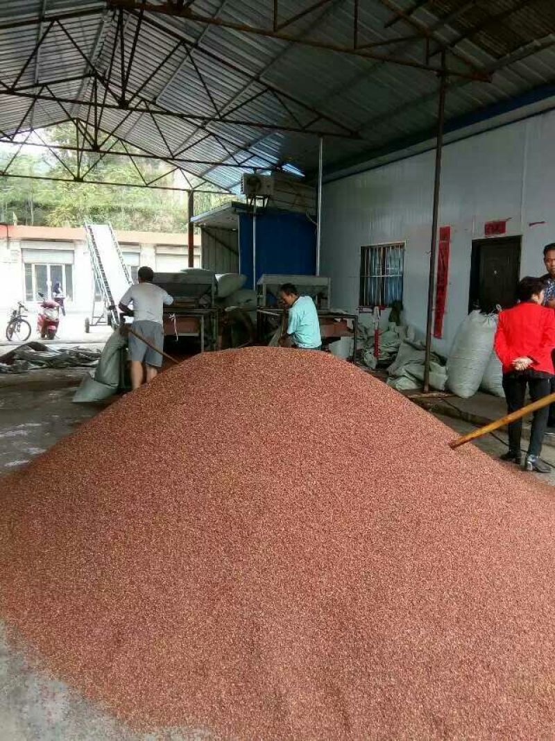 宝鸡西山大红袍，颗粒大，麻味香重，颜色艳丽