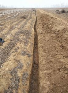 菜山药河南新野县