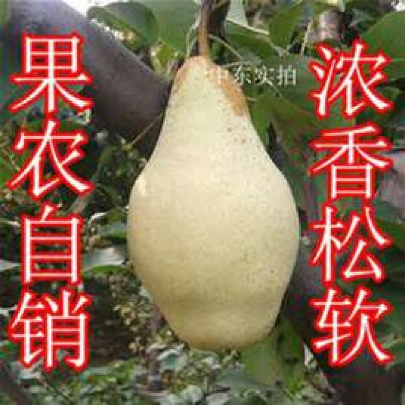 贵妃梨200~250g纸箱