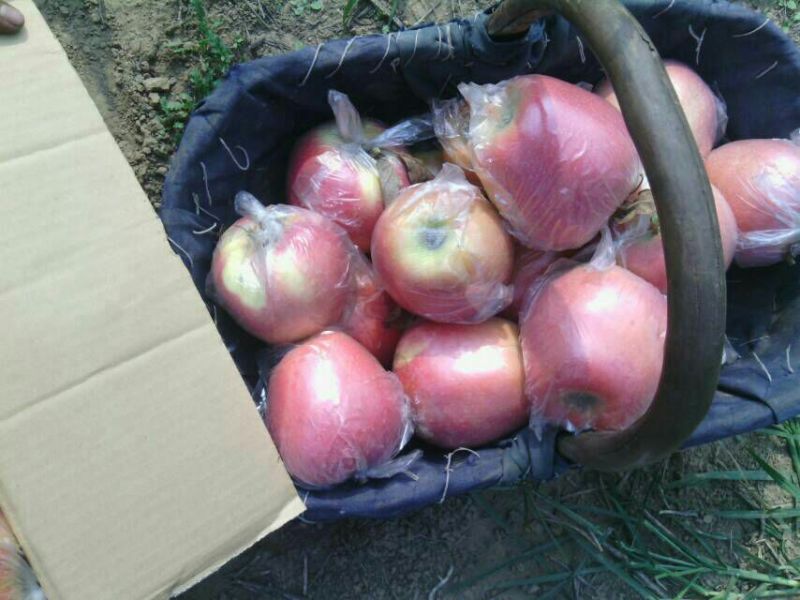 益诚果品:中秋王苹果膜袋