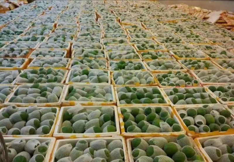 青木瓜