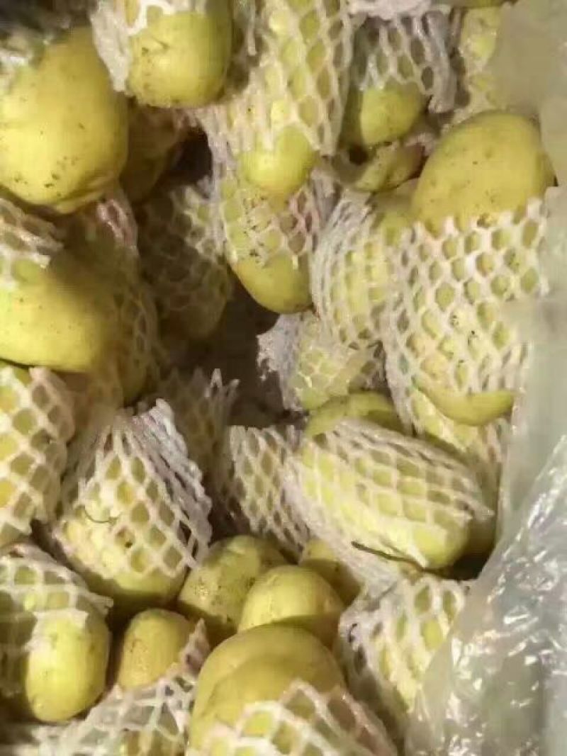 荷兰十五土豆