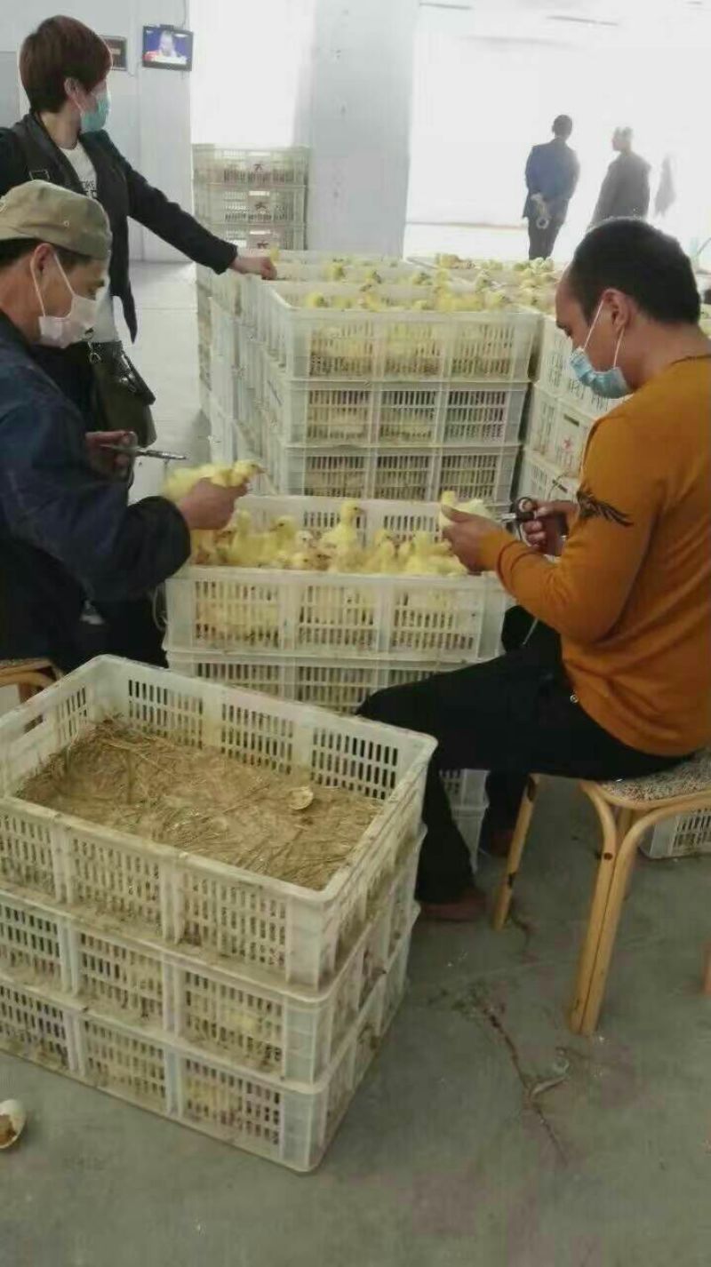 皖西白鹅鹅苗250g以上