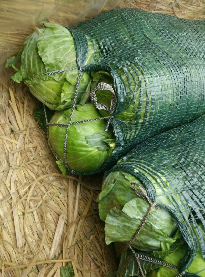 优选湖北基地扁包菜，大量有货质优价廉一手货源现砍现发品质