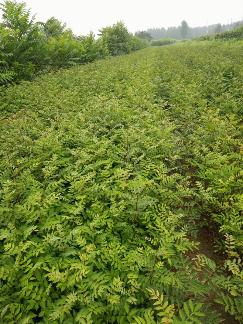 花椒苗种植基地大量出售花椒苗大红袍狮子头