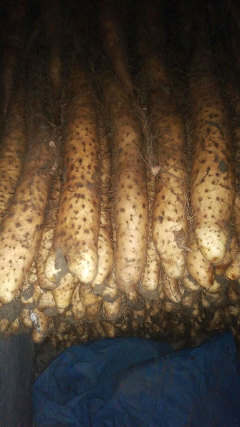 白玉山药3~4厘米50~70厘米一级
