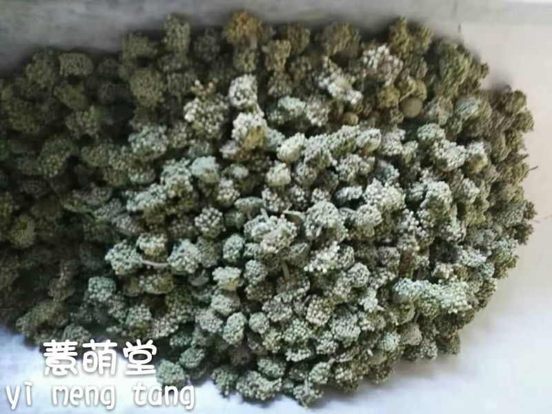 三七花无柄