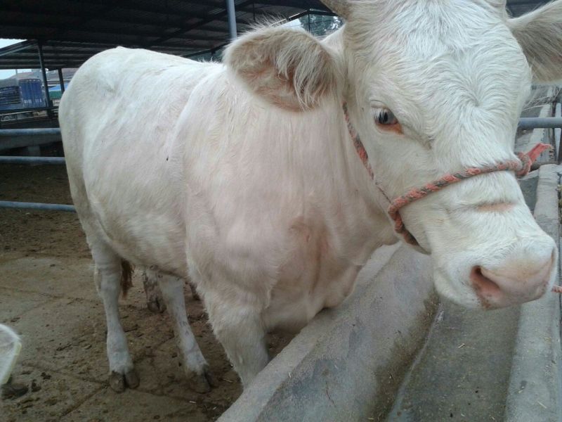夏洛莱牛犊100~200kg