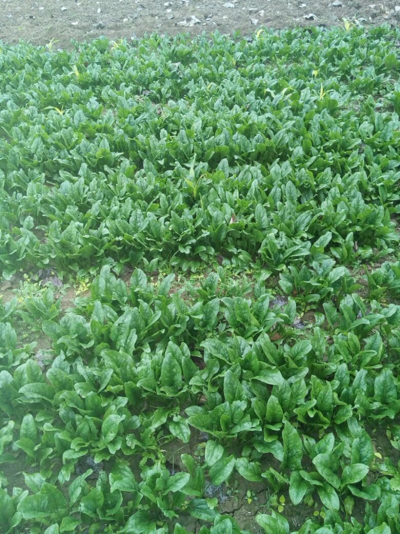 大叶菠菜25~30厘米