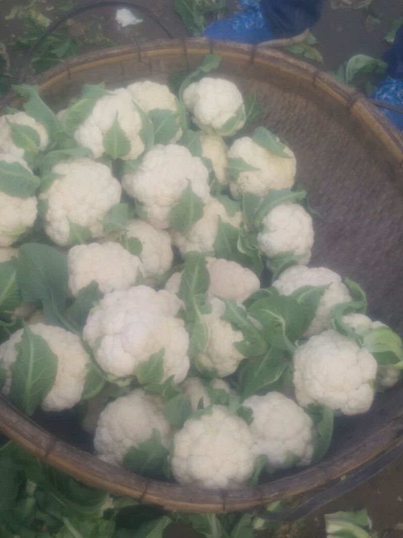 白花菜包装