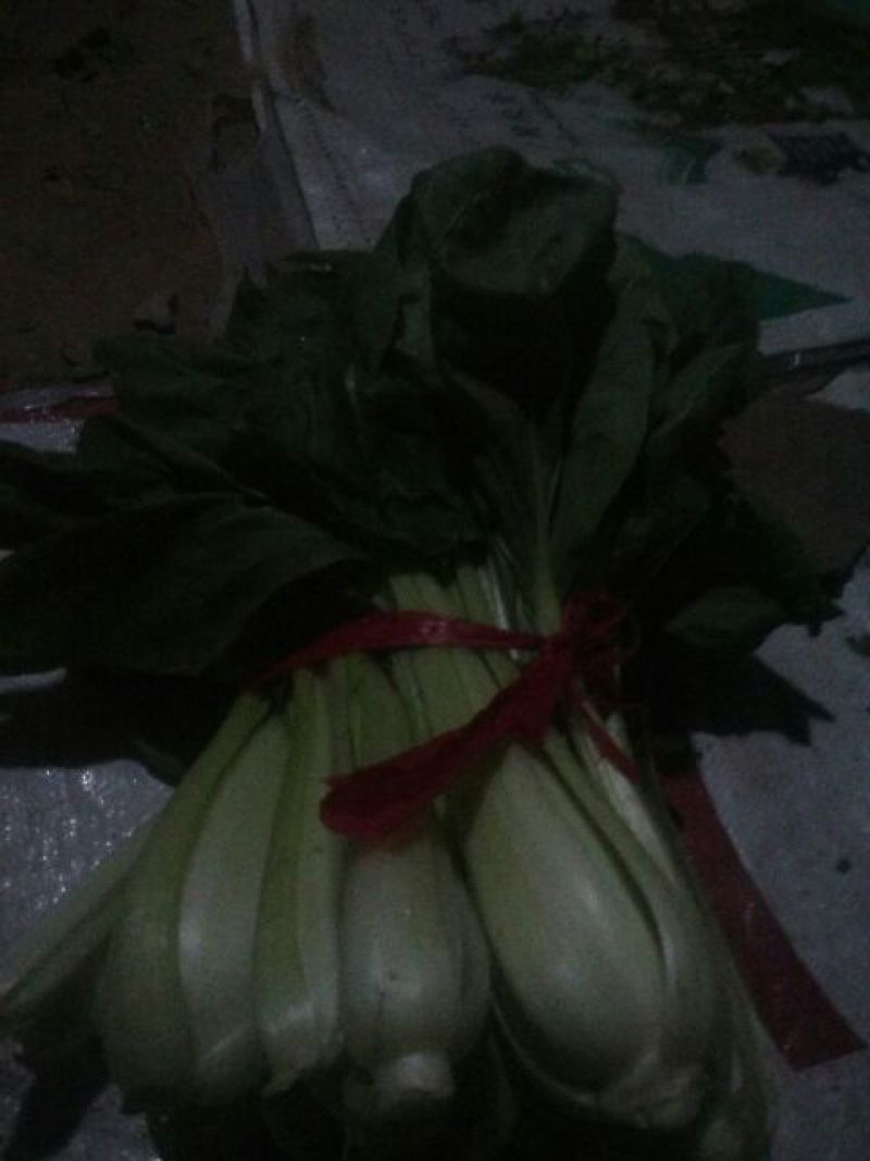 油菜2两以上