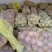 雪花梨300~350g纸袋