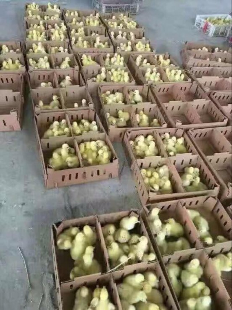狮头鹅苗